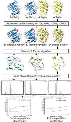 Computational Structure Prediction for Antibody-Antigen Complexes From Hydrogen-Deuterium Exchange Mass Spectrometry: Challenges and Outlook